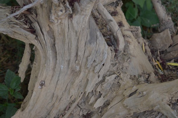 干燥根图片下载