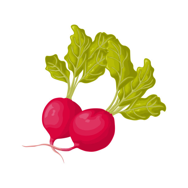 萝卜。像一个成熟的带着叶子的萝卜。新鲜的萝卜。菜园的维生素产品。有机素食产品。矢量插图孤立在白色背景上图片下载