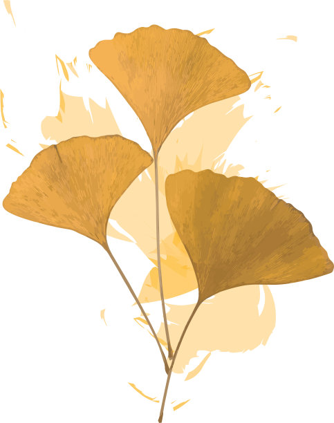 白色背景下的秋叶特写图片下载