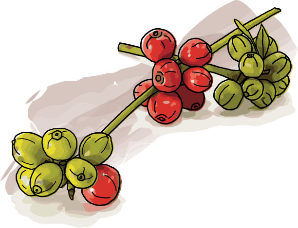 摘要咖啡种子的原料，带有白底分枝。图片下载