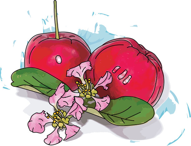 摘要针叶樱桃，巴巴多斯樱桃或西印度樱花和果实在白色背景。图片下载