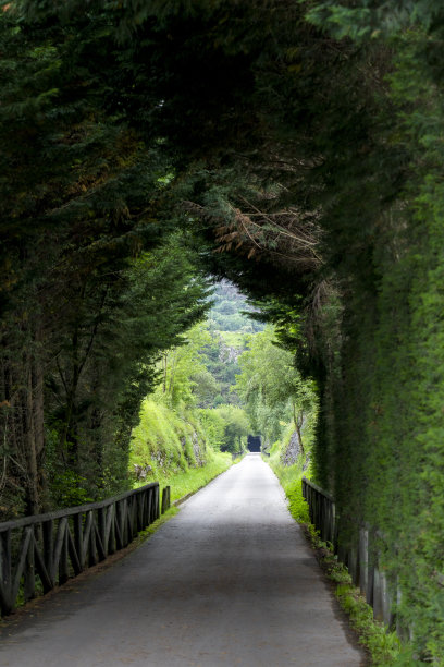 风景如画的绿色树篱隧道沿柏油路与木栅栏在野生山区与森林图片下载