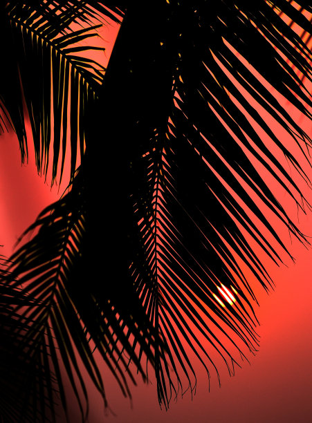 棕榈树的剪影与日落的天空图片下载