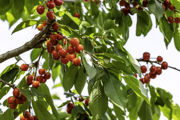 花园里树上绿色树叶中红色樱桃的成熟浆果挂在树枝上图片下载