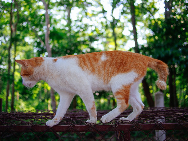可爱的姜黄色猫在丛林里玩耍图片下载