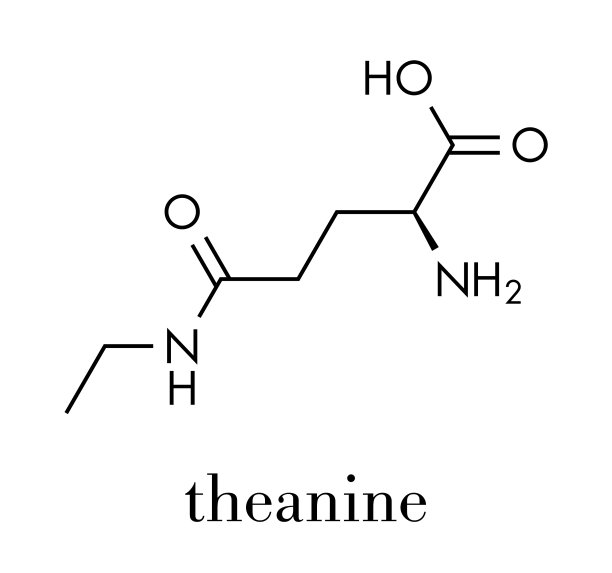 茶氨酸是茶的草本分子成分图片下载