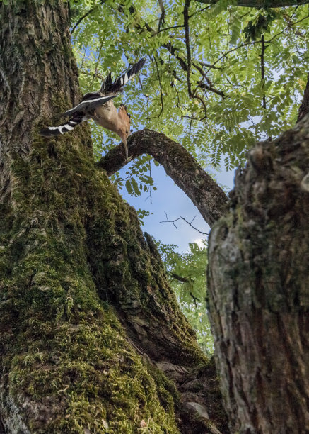 杂技的欧亚圈鸟(乌普帕波普斯)图片下载