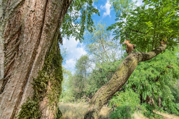 广角拍摄欧亚箍足鸦(Upupa epops)图片下载