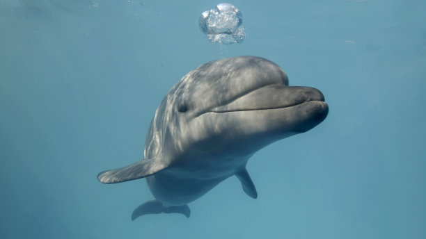 好奇的宽吻海豚看着镜头，微笑着吹着气泡。海豚有问题,特写图片下载