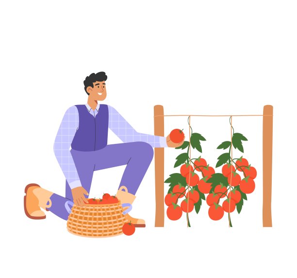 秋天的收获。平面矢量插图与男性角色采摘西红柿。收割人的概念。图片下载