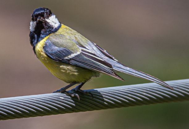 大山雀图片下载