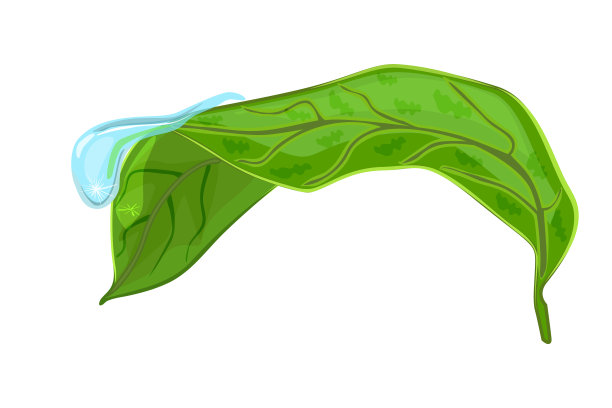 有滴的叶在白色背景上离生。绿叶上的晨露。图片下载