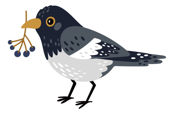 喜鹊抱着一串浆果。冬季鸟图片下载