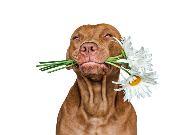 可爱的，漂亮的棕色小狗和鲜艳的花朵图片下载