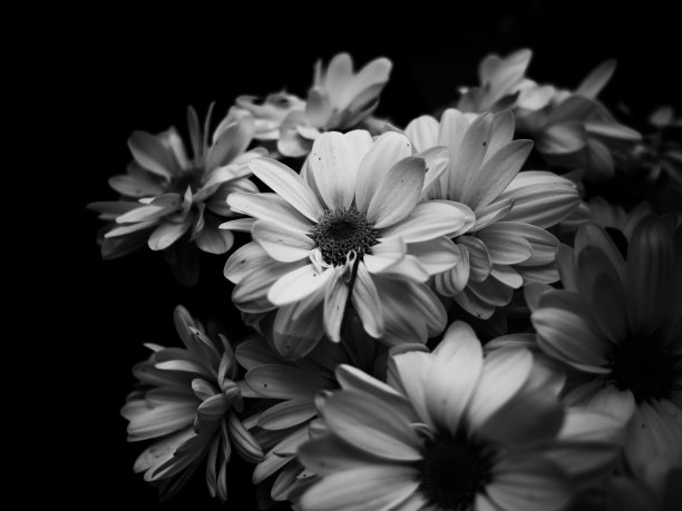 黑色和白色的花图片下载