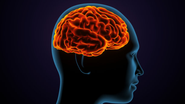 人体女性身体大脑解剖的3d插图图片下载