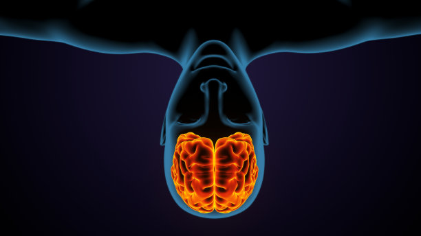 人体女性身体大脑解剖的3d插图图片下载