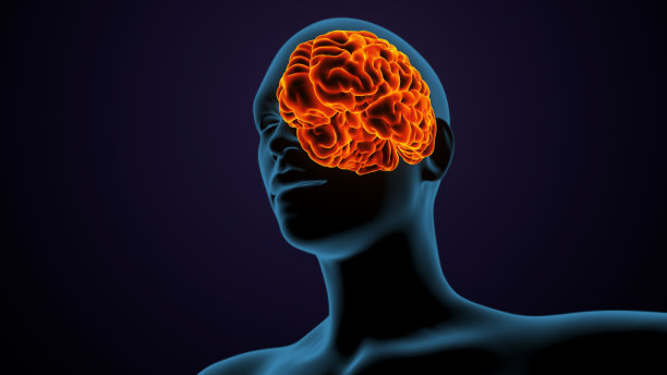 人体女性身体大脑解剖的3d插图图片下载