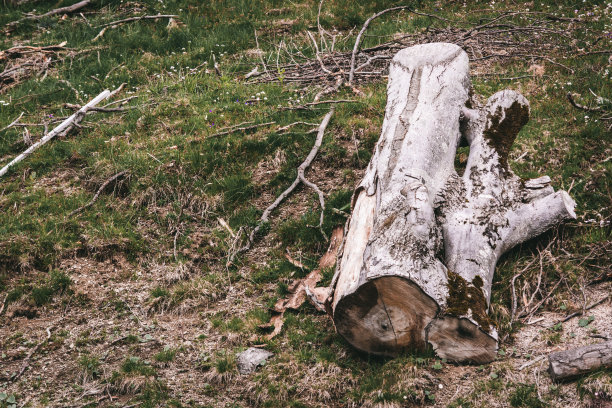 废弃的碎树皮图片下载