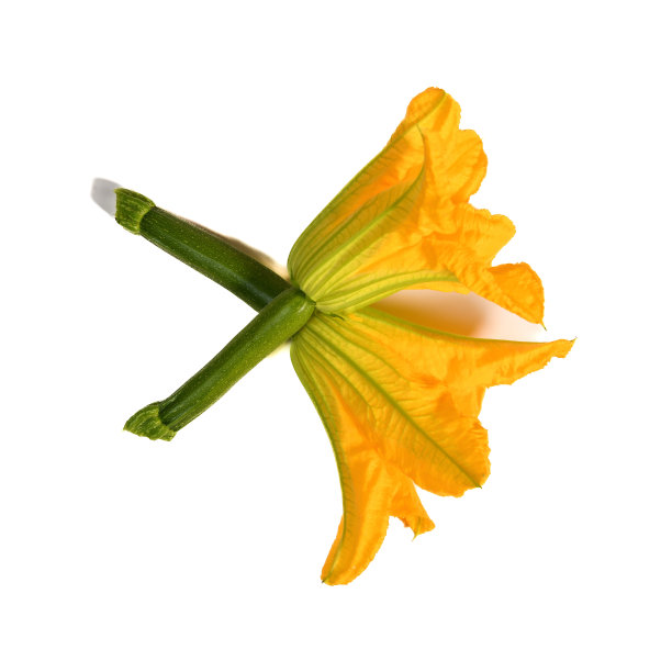西葫芦，白底西葫芦花图片下载