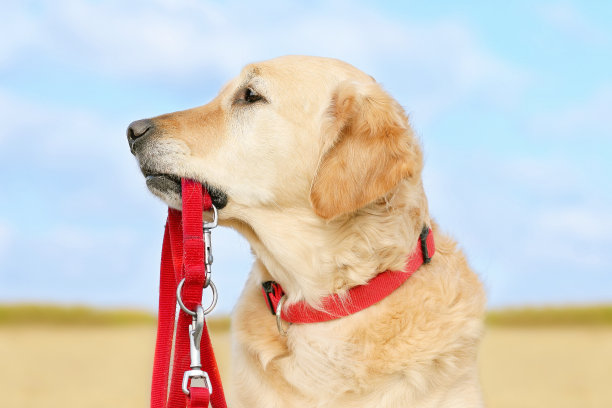 拿着红色皮带的金毛猎犬图片下载