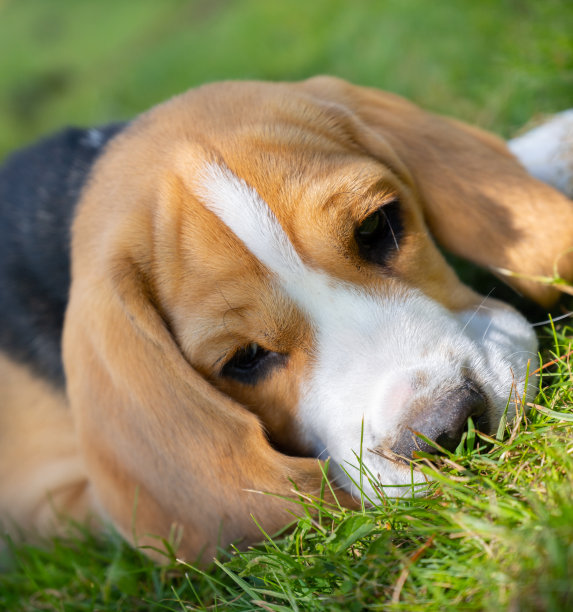 可爱的小猎犬小狗躺在草地上的特写图片下载