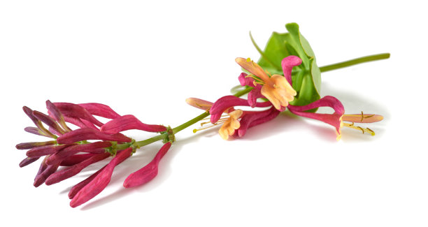 红色的忍冬花图片下载