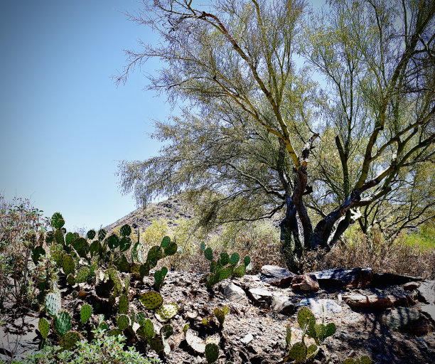 仙人掌和野生沙漠景观图片下载