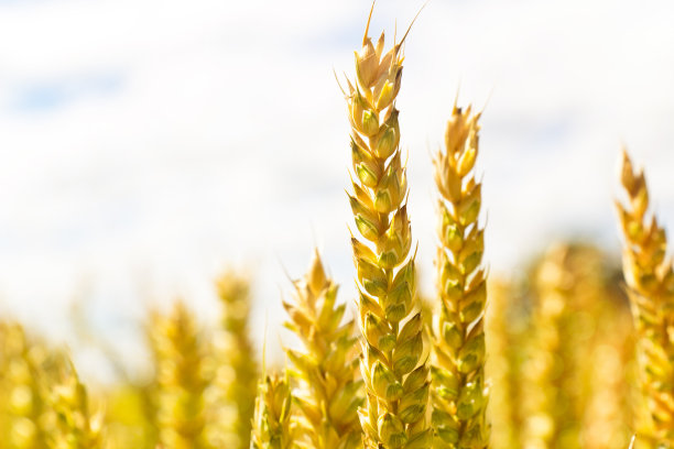 金灿灿的麦穗图片下载