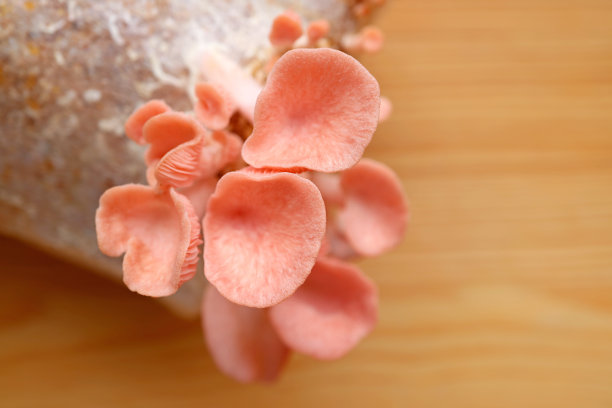 成熟的粉红色平菇作为室内植物准备收割的特写图片下载