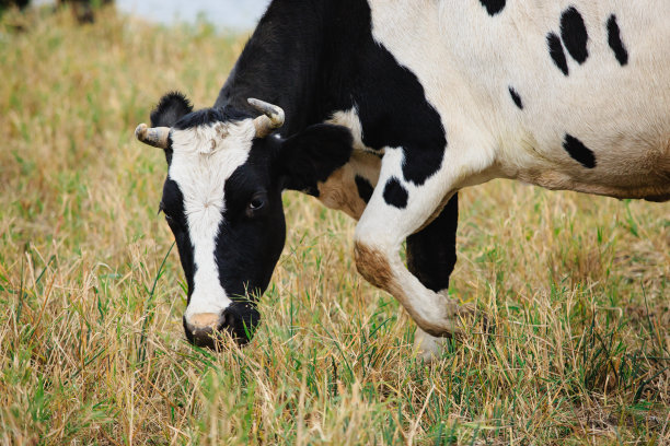 秋天，牛在草原地区吃草。免费放牧以生产天然牛奶。图片下载