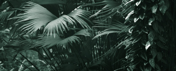 郁郁葱葱的热带植被与深绿色的棕榈叶，抽象的热带雨林墙纸装饰的旗帜概念图片下载