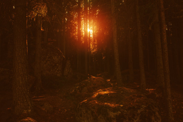 夕阳下的森林之路。秋天的落叶林在黎明时分经过。彩色照片，穿过公园的小路上的石头，在阳光下闪闪发光的蜘蛛网，新鲜的空气图片下载