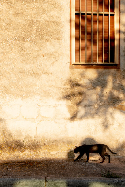 猫在爱图片下载