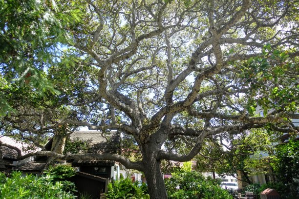 一张美丽的多风树的照片，许多树枝扭曲成动脉，在海边的卡梅尔，美国加州图片下载