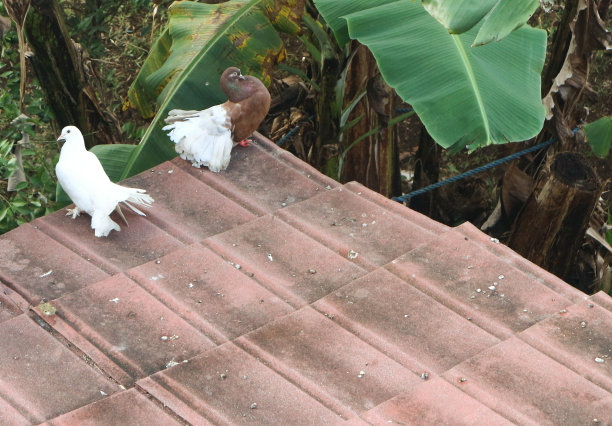 两只鸽子在屋顶上玩耍图片下载