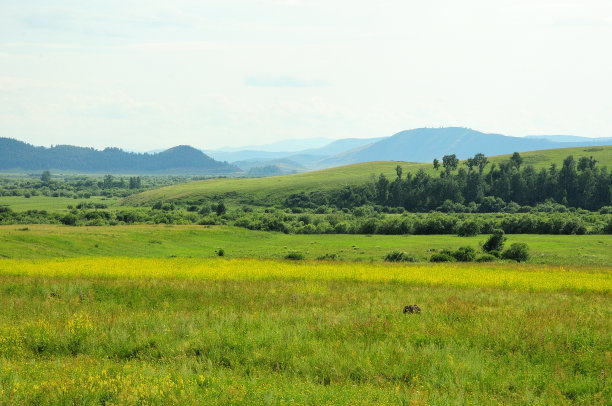 夏天的牧场在高高的山脚下的森林边上。图片下载