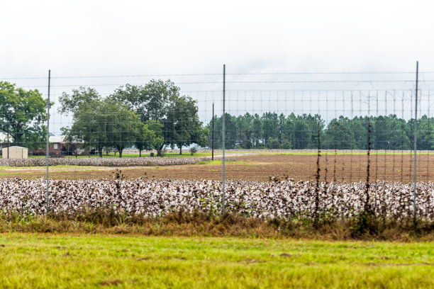 风景在秋天的格鲁吉亚，美国乡村与许多棉花作物的棕色田地农业附近的乌纳迪拉地区与围栏图片下载