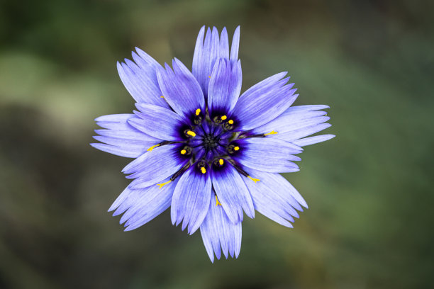 夏天草地上的蓝色拨浪鼓花，墙纸图片下载