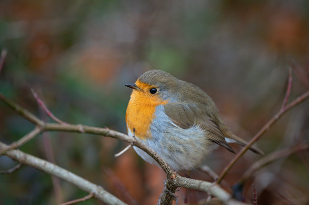 一只知更鸟坐在树枝上，羽毛蓬松图片下载