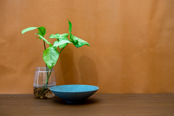 花盆中热带花卉的背景空白。图片下载