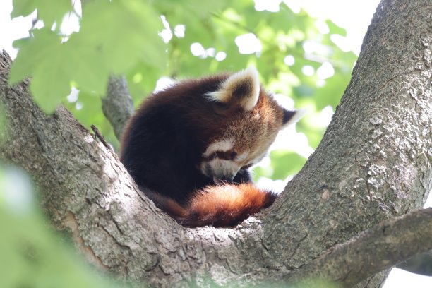 可爱的小熊猫坐在树上图片下载
