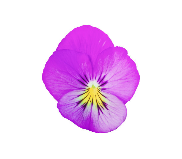 紫色三色堇孤立在白色背景特写。丁香堇菜cornuta Hansa在开花剪纸设计图片下载