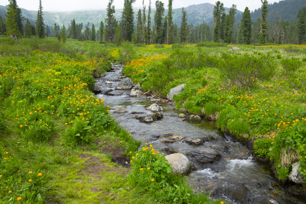 “特罗利乌斯”是一条清澈的山间河流，流经针叶林，沐浴在盛开的浴池中。额尔加基国家公园，克拉斯诺亚尔斯克地区，西伯利亚南部，俄罗斯图片下载