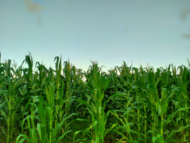 农场里的玉米树和阴沉的天空图片下载