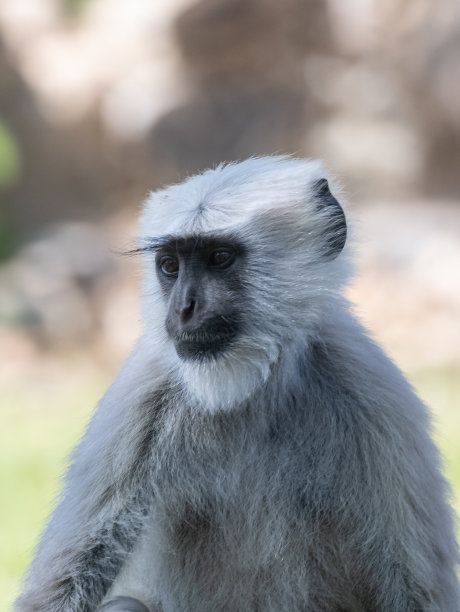 灰色叶猴猴子图片下载