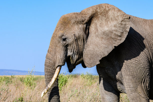 坦桑尼亚塞伦盖蒂国家公园里的一只非洲大象。野生动物的照片图片下载