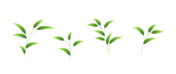 现实的竹叶。绿色的竹叶花卉设计或植物模型图片下载