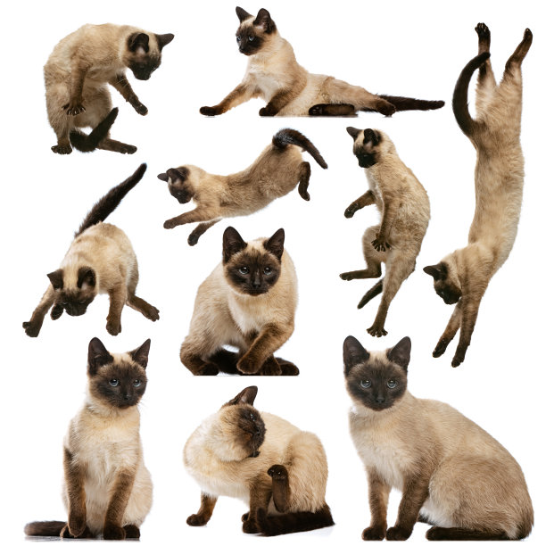 照片集制作的美丽的泰国猫的肖像孤立在白色的工作室背景。美容概念，兽医，护理，宠物爱，动物生活。图片下载