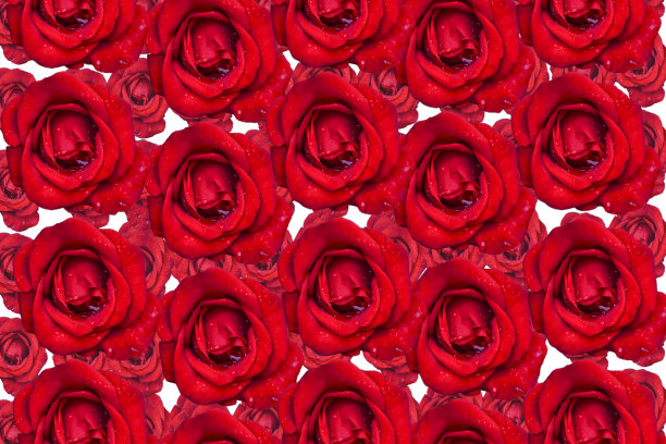 美丽的红玫瑰背景图片下载